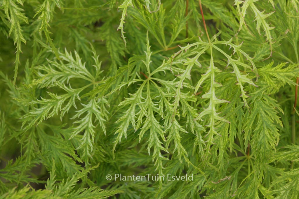 Acer palmatum 'Suisei'