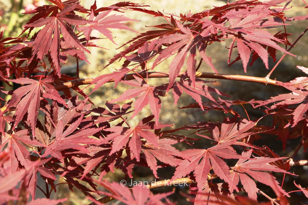 Acer palmatum 'Uta-hime'
