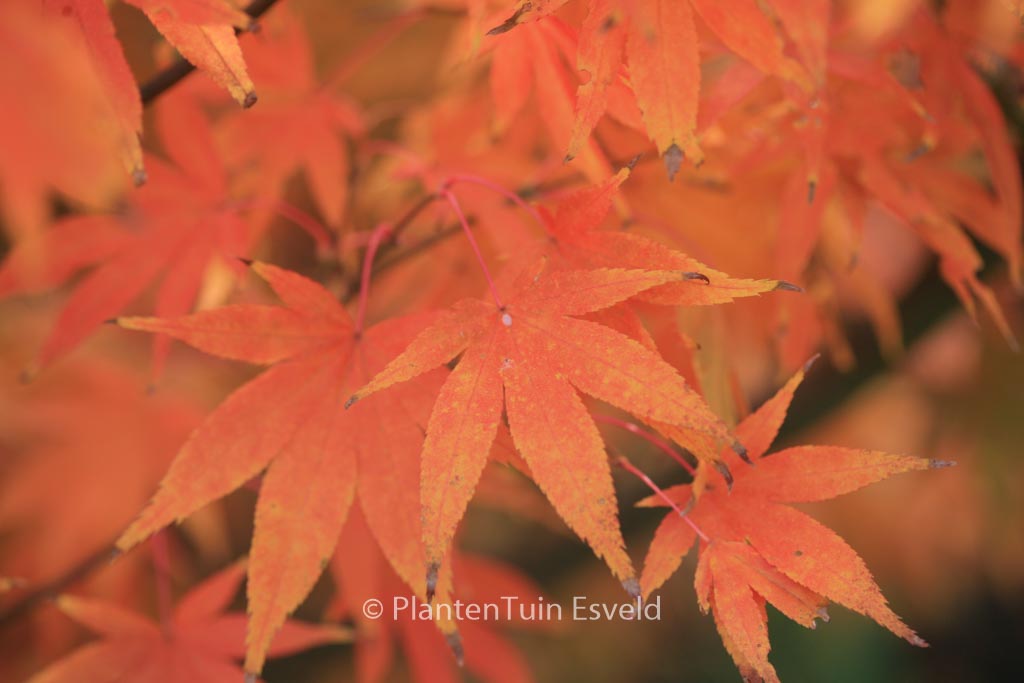 Acer palmatum 'Westonbirt Orange'