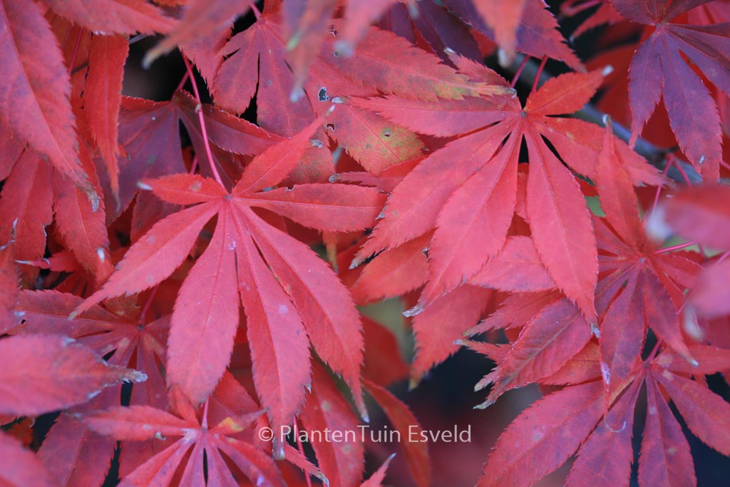 Acer palmatum 'Whitney Red'