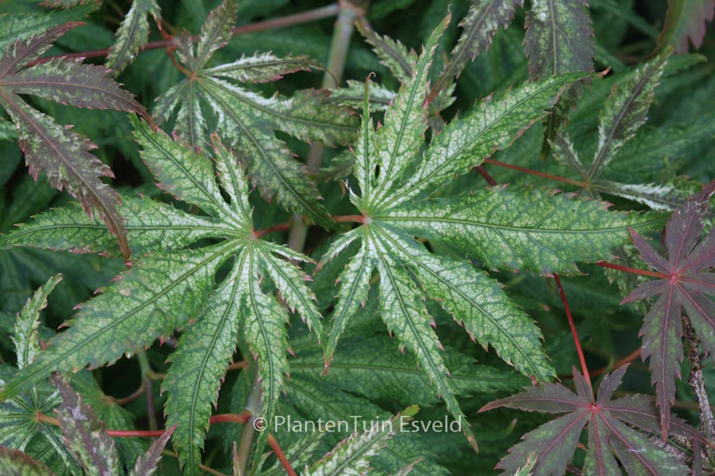 Acer palmatum 'Will's Devine'