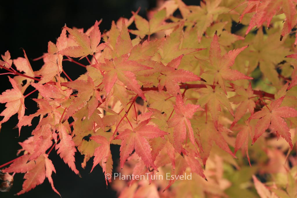 Acer palmatum 'Winter Flame'