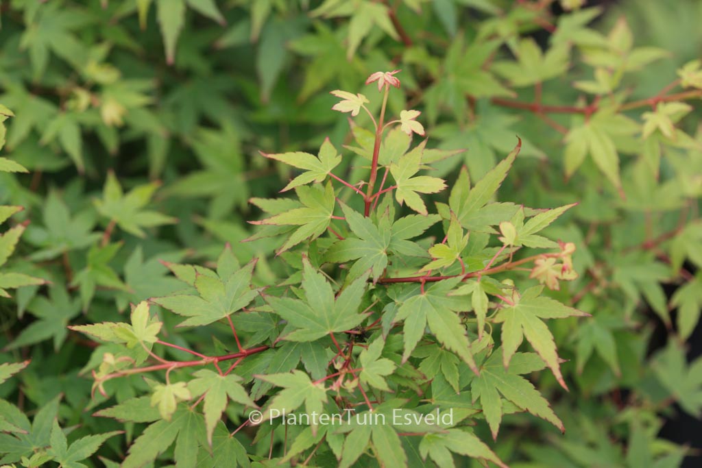 Acer palmatum 'Yatsubusa'