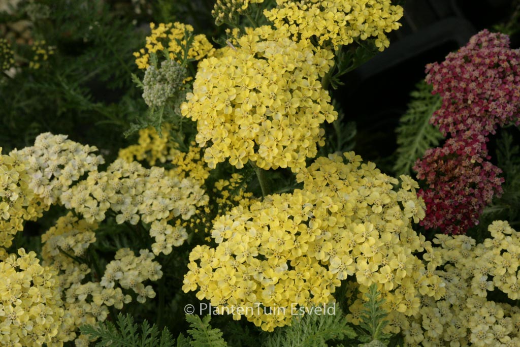 Achillea 'Credo'