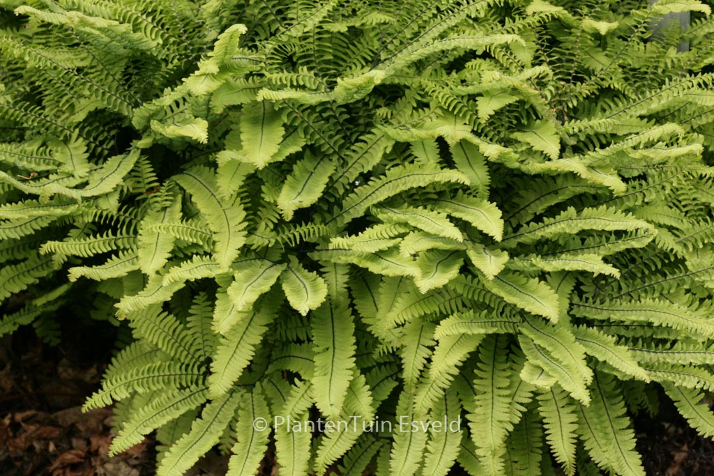 Adiantum pedatum