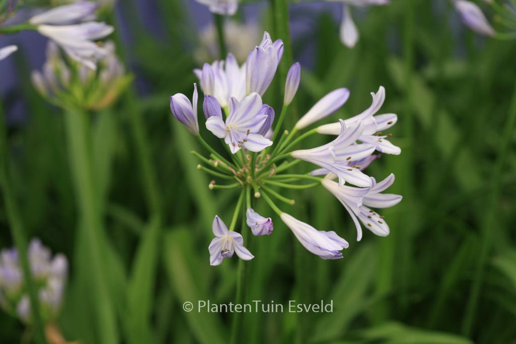 Agapanthus 'Scrarey09' (PITCHOUNE BLUE)