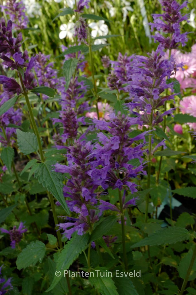 Agastache 'Purple Haze'