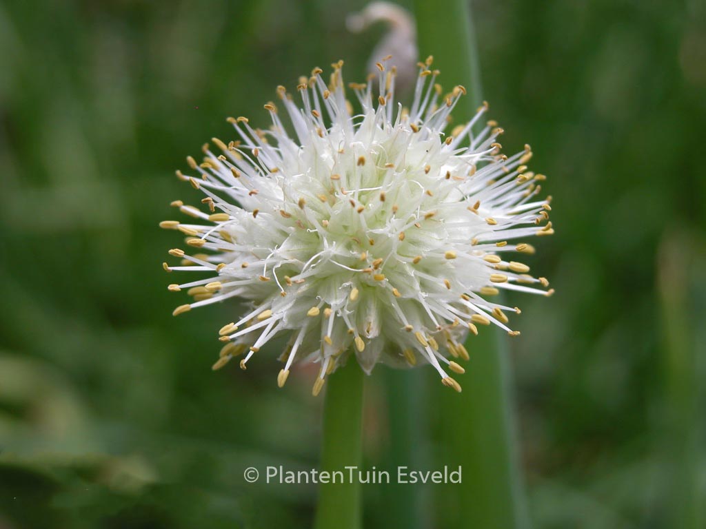 Allium fistulosum