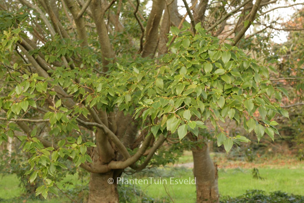 Alnus firma