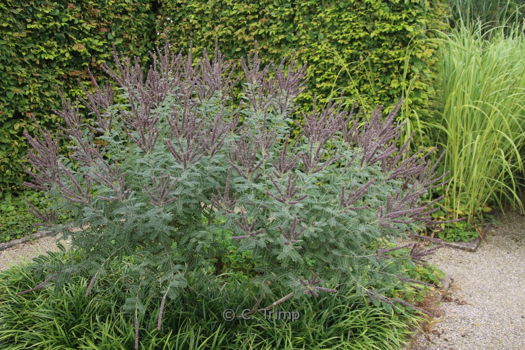 Amorpha canescens