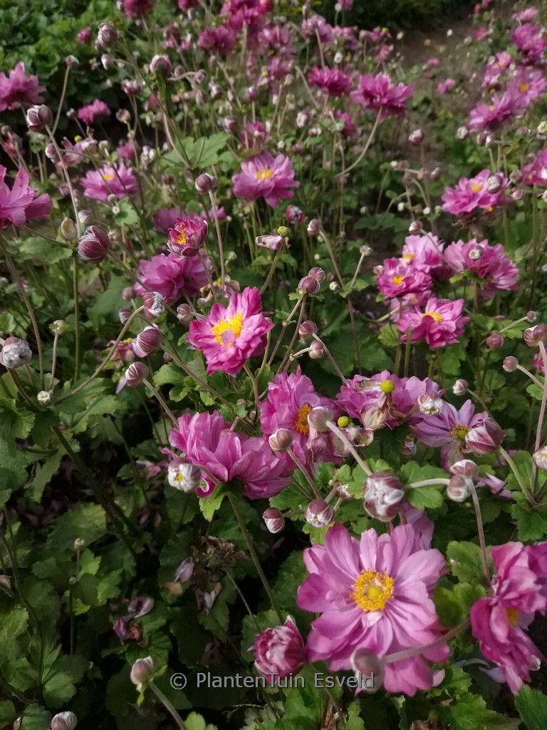 Anemone hybrida 'Carmen'
