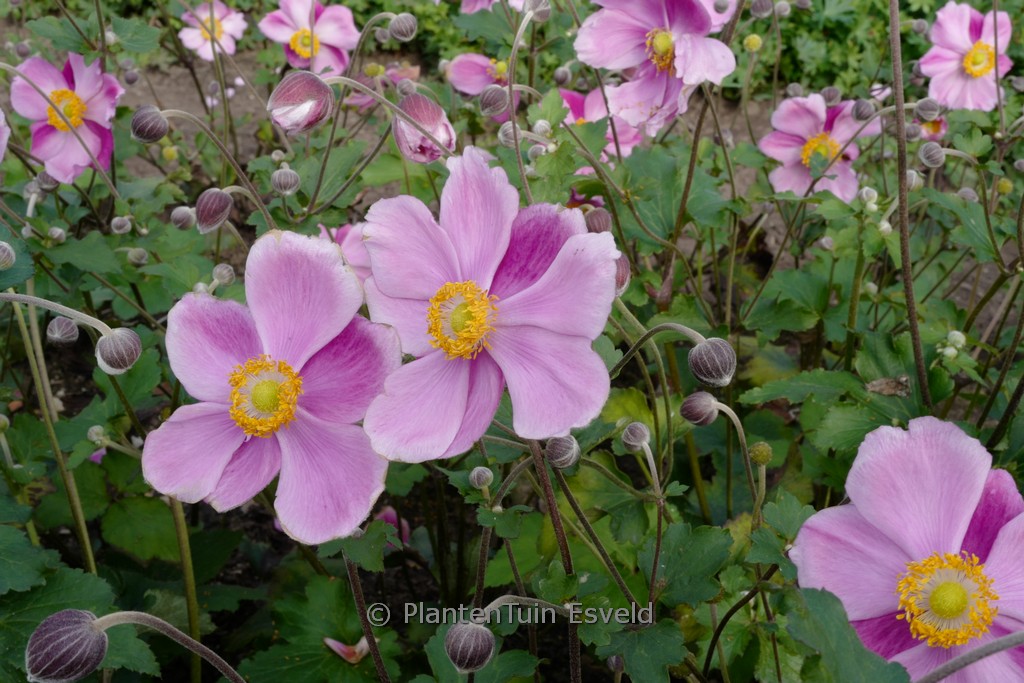 Anemone hybrida 'Elegans'