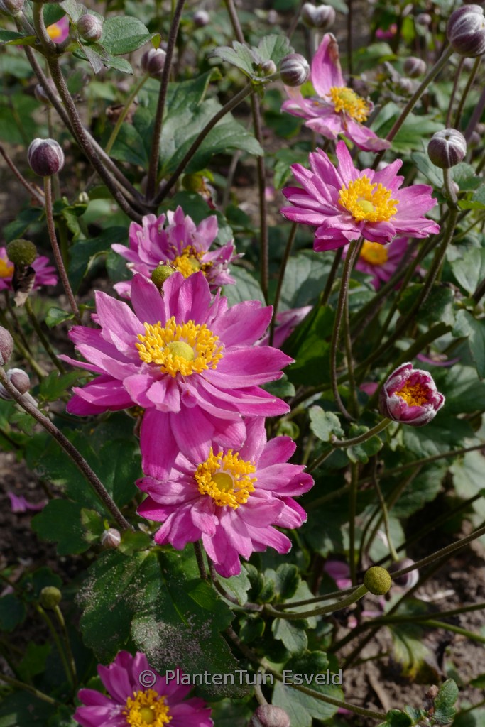 Anemone hybrida 'Giselle'