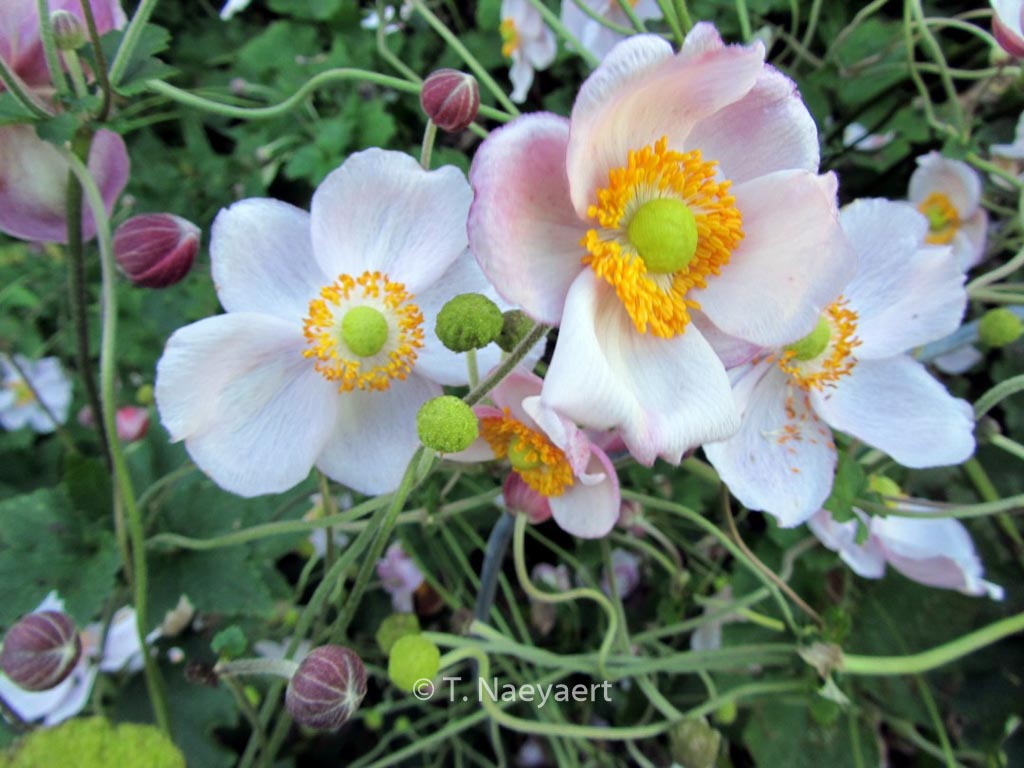 Anemone hybrida 'Richard Ahrens'