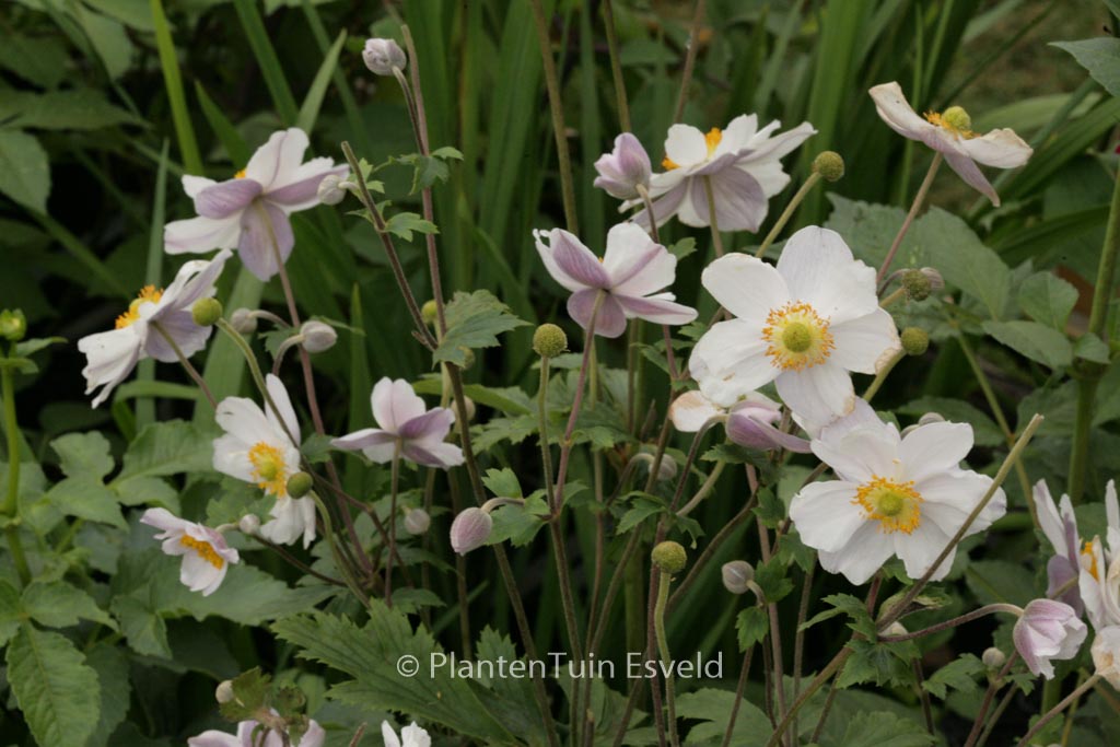 Anemone hybrida 'Ruffled Swan'