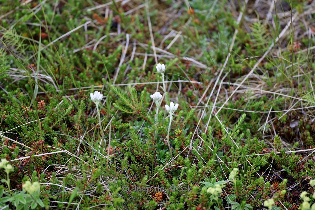 Antennaria dioica