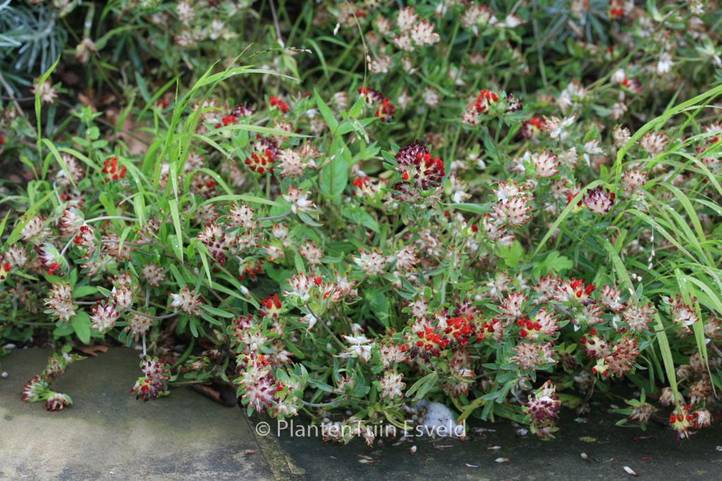 Anthyllis vulneraria coccinea