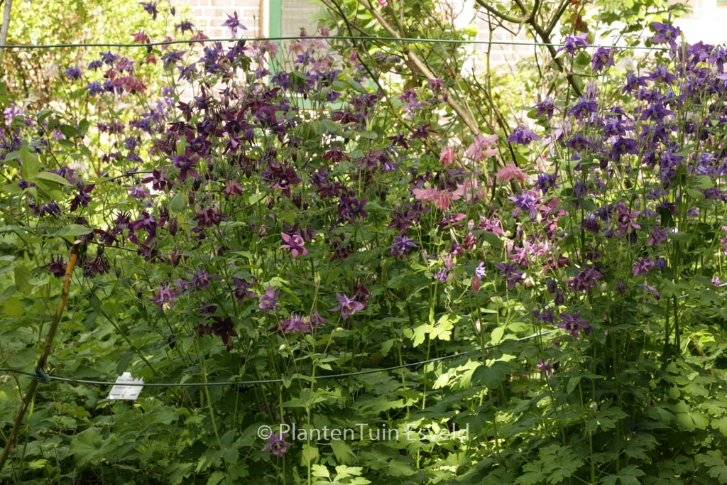 Aquilegia vulgaris 'Blue Barlow'