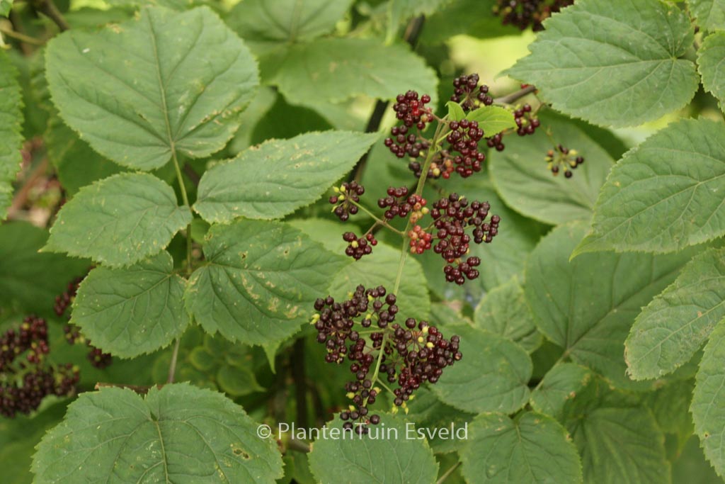 Aralia racemosa