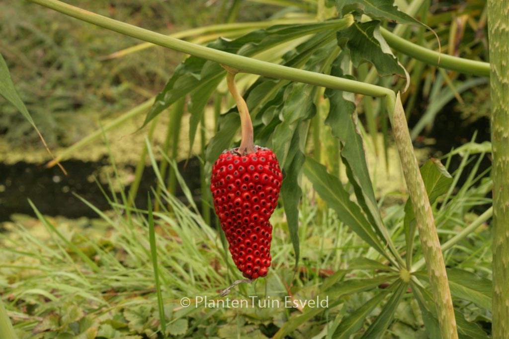 Arisaema consanguineum