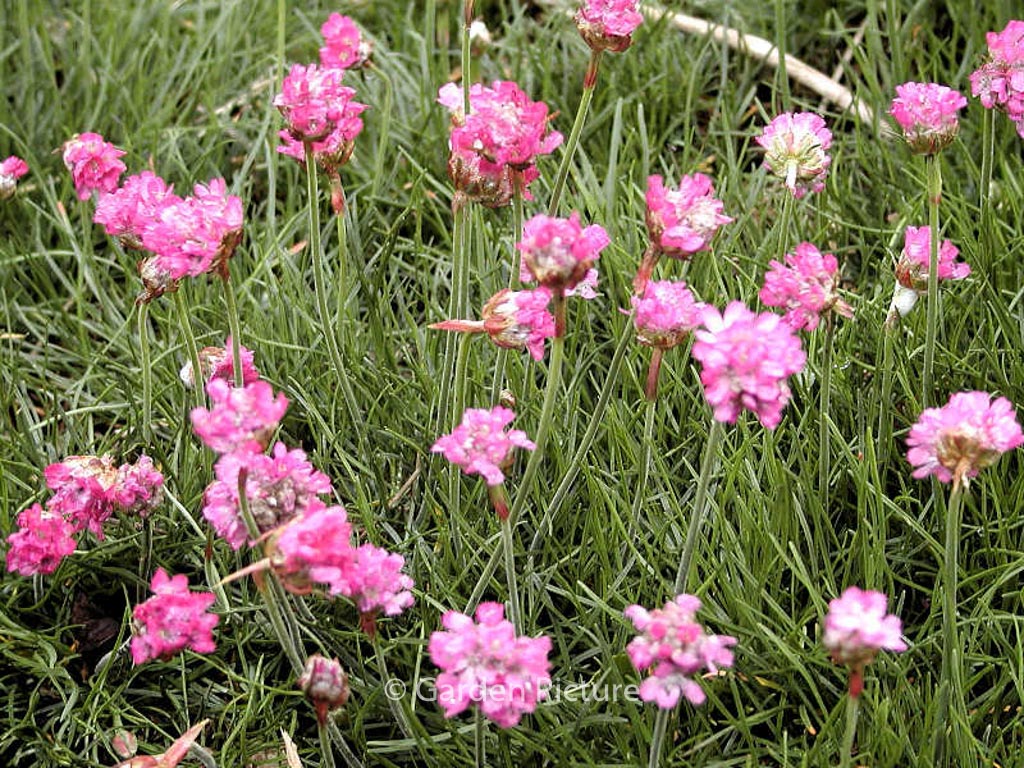 Armeria maritima 'Splendens'