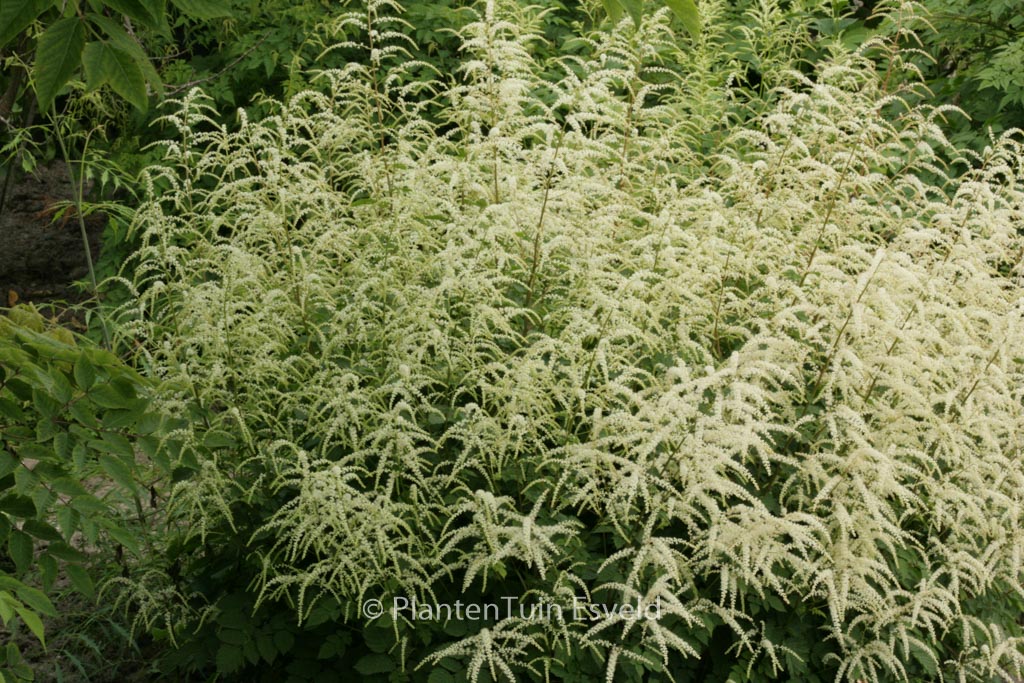 Aruncus 'Misty Lace'