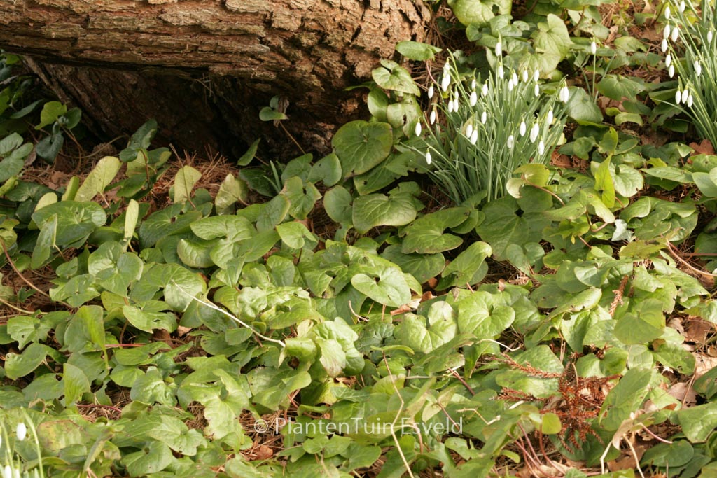 Asarum caudatum