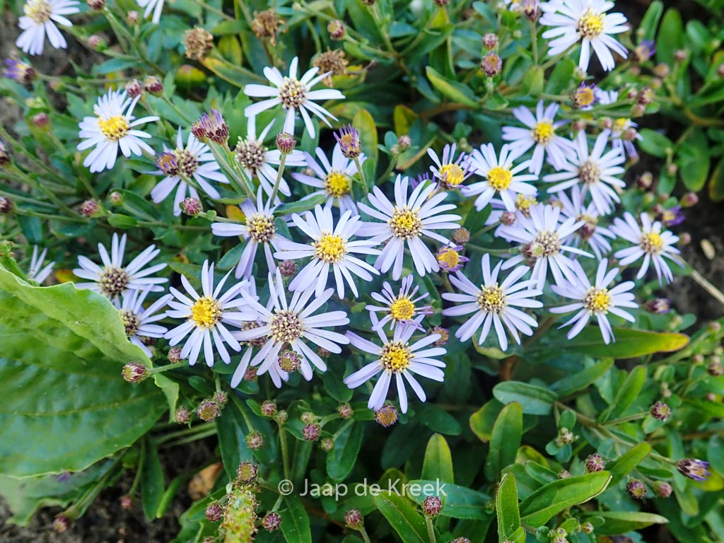 Aster ageratoides 'Adustus Nanus'