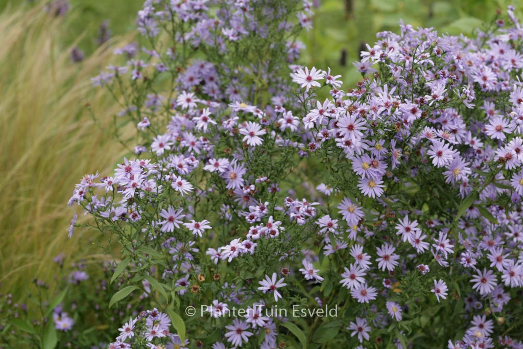 Aster cordifolius 'Blue Heaven'