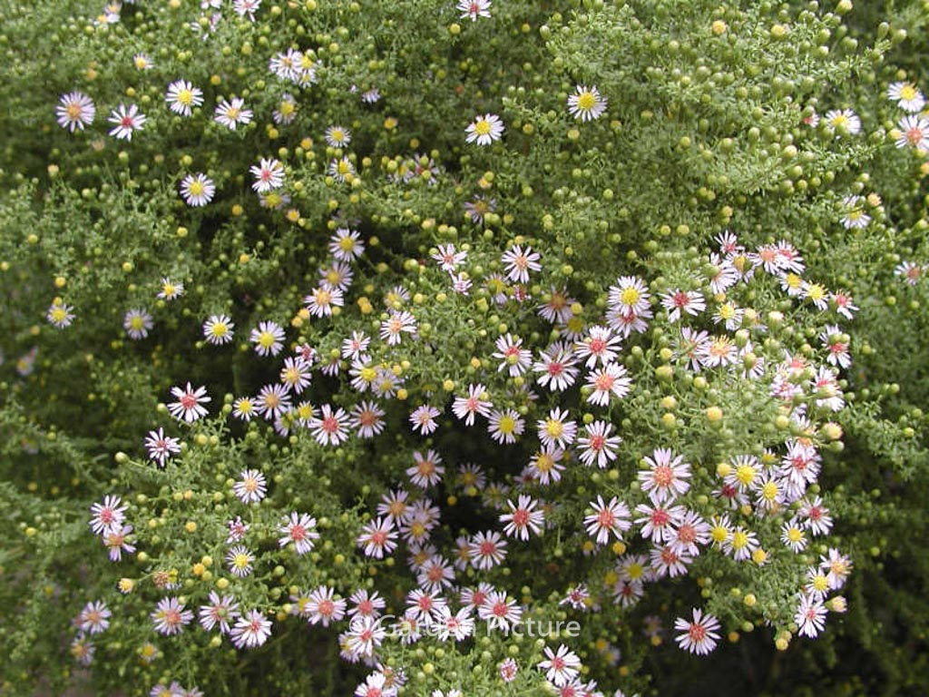 Aster ericoides 'Lovely'