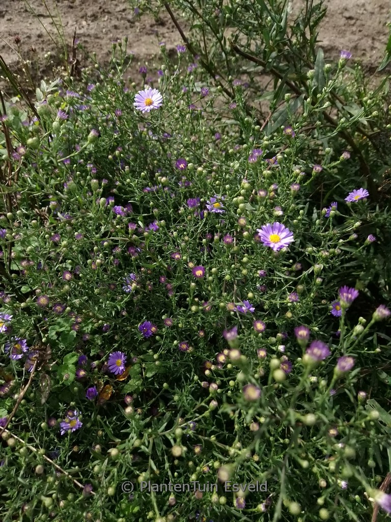 Aster laevis 'Blauschleier'