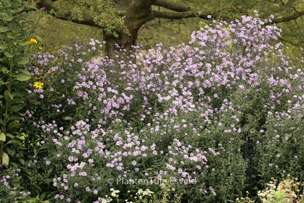 Aster laevis 'Calliope'