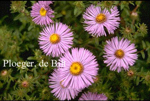 Aster novae-angliae 'Barr's Blue'