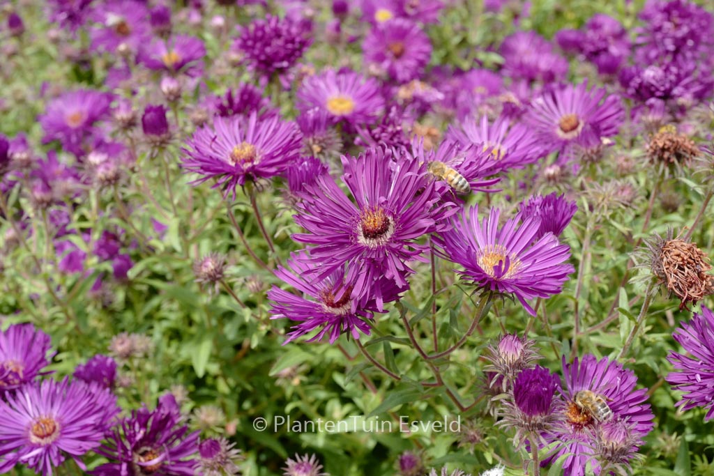 Aster novae-angliae 'Helen Picton'