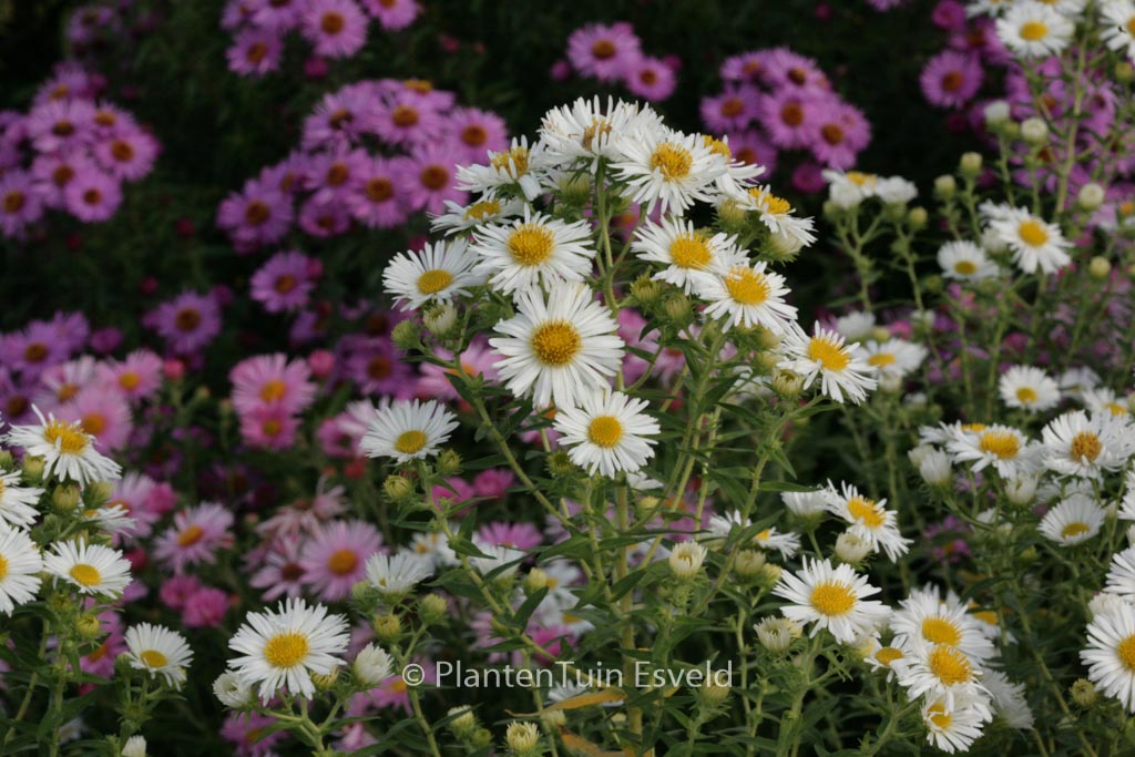 Aster novae-angliae 'Herbstschnee'