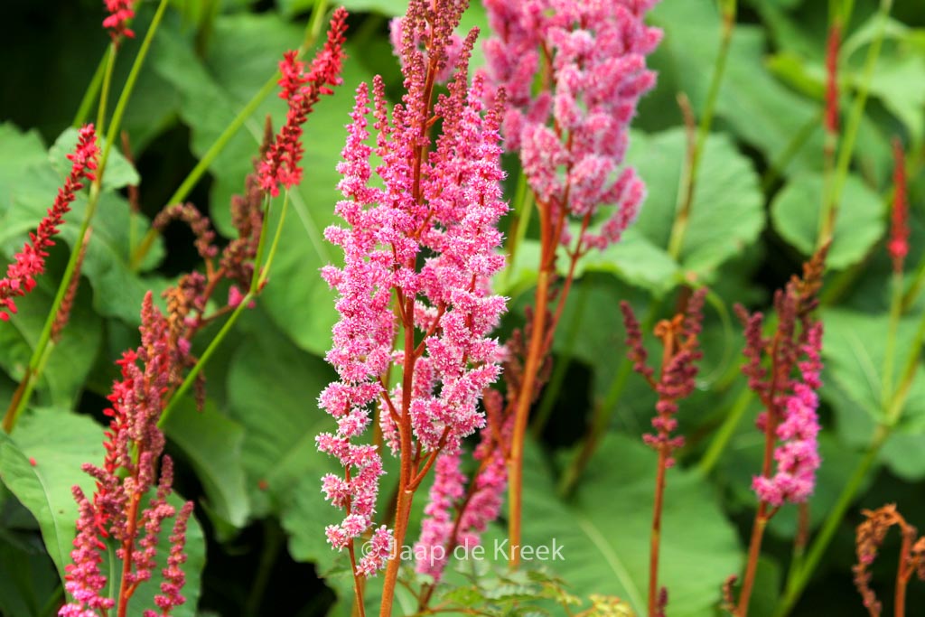 Astilbe chinensis 'Purpurlanze'