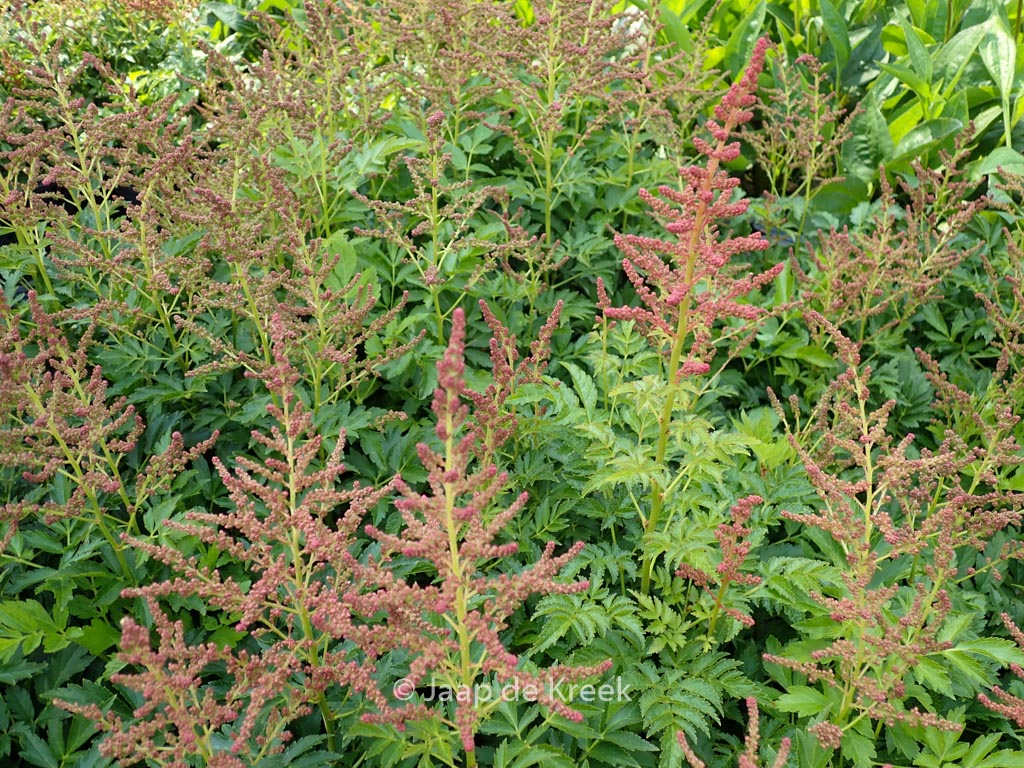 Astilbe 'Younique Cerise'