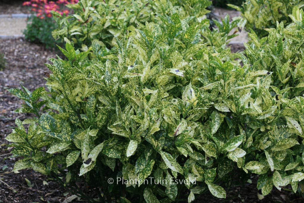 Aucuba japonica 'Golden King'