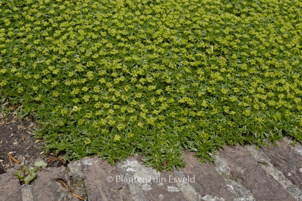 Azorella trifurcata