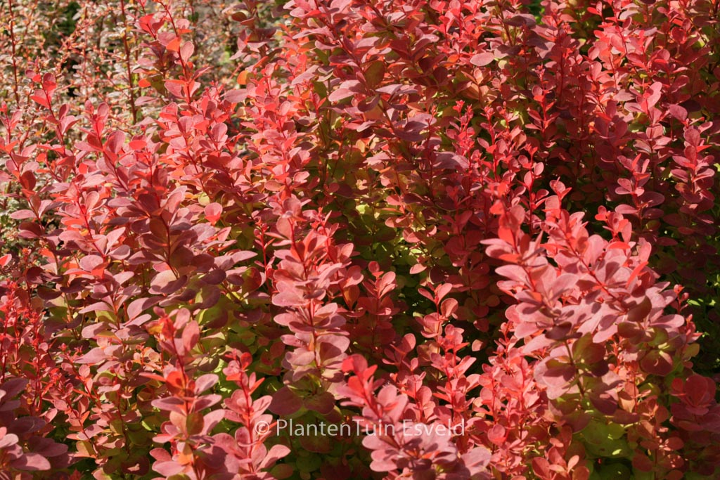 Berberis thunbergii 'Orange Rocket'