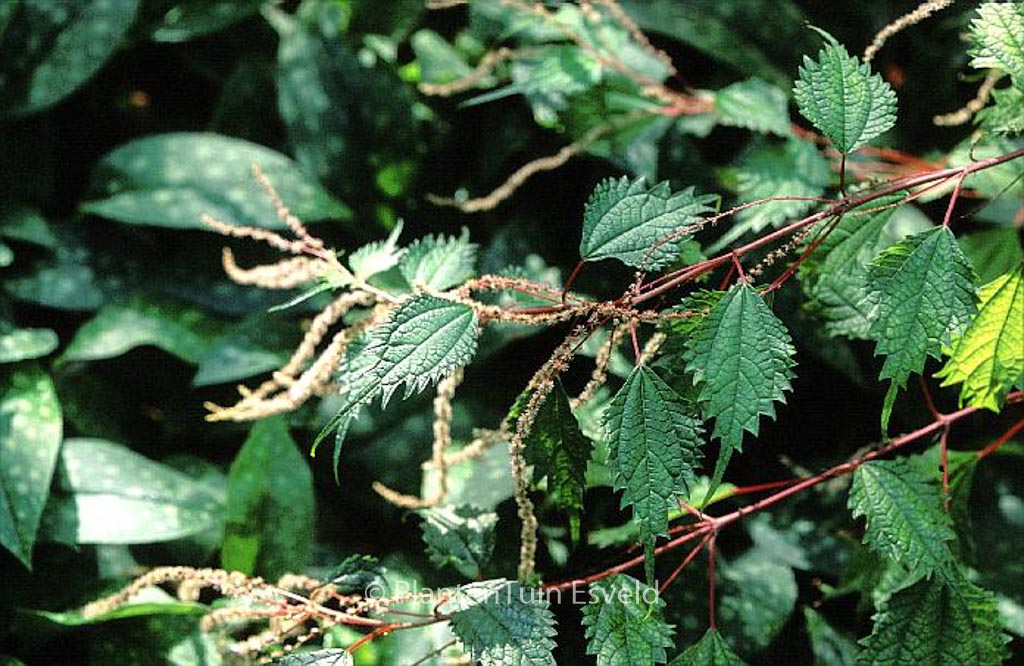 Boehmeria nivea