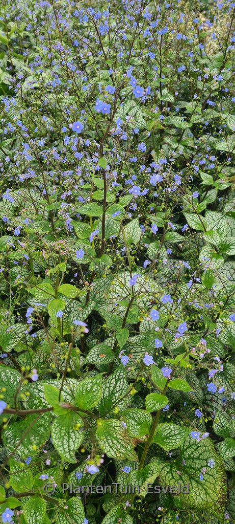 Brunnera macrophylla 'Sterling Silver'