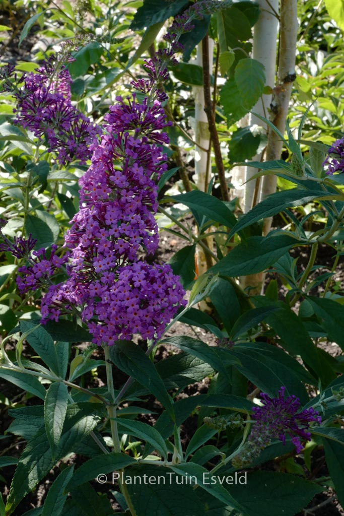 Buddleja davidii 'Sophie'