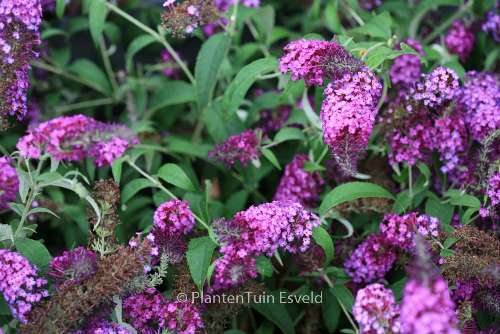 Buddleja davidii 'Tobudpipur' (BUZZ PINK PURPLE)