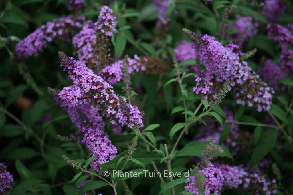 Buddleja davidii 'Tobudviole' (BUZZ VIOLET)