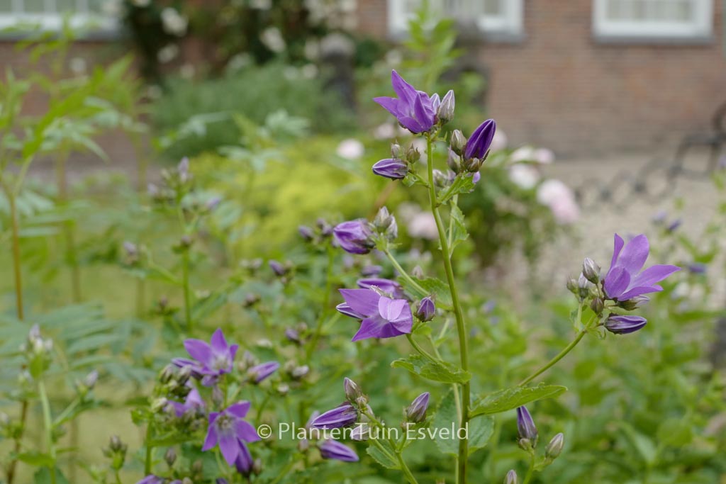 Campanula lactiflora 'Border Blues'
