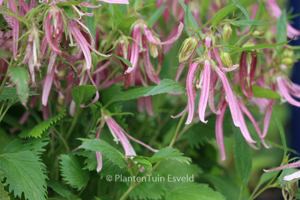 Campanula 'Pink Octopus'