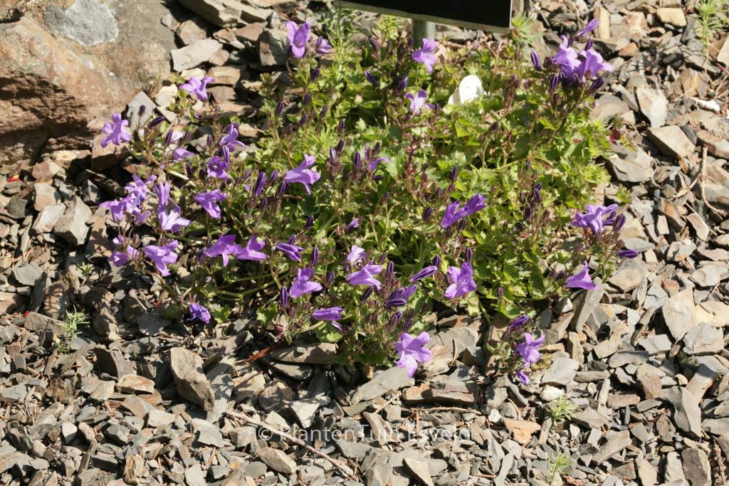 Campanula portenschlagiana 'Catharina'