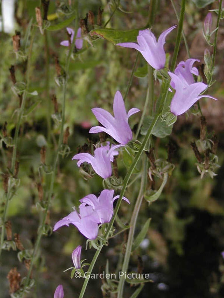 Campanula sarmatica 'Hemelstraling'