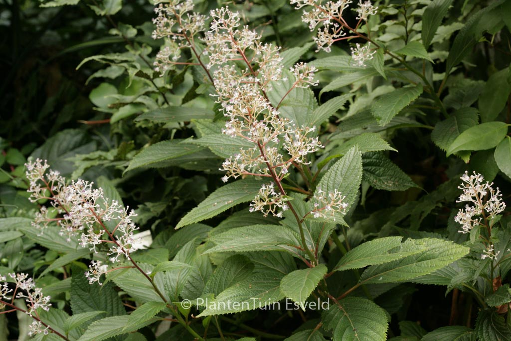 Cardiandra amamioshimensis